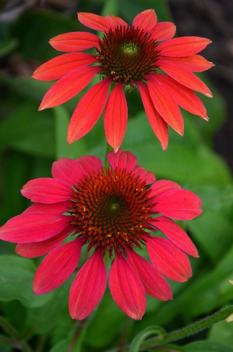 Echinacea purpurea 'Cheyenne Spirit' (3)